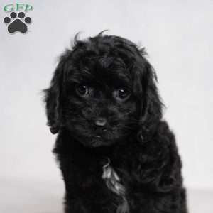 Izzy, Cavapoo Puppy
